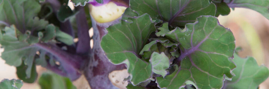 Close-up of kalette plants growing in the field.