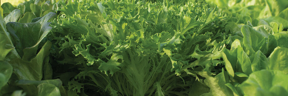 Several different lettuce varieties growing in the field.