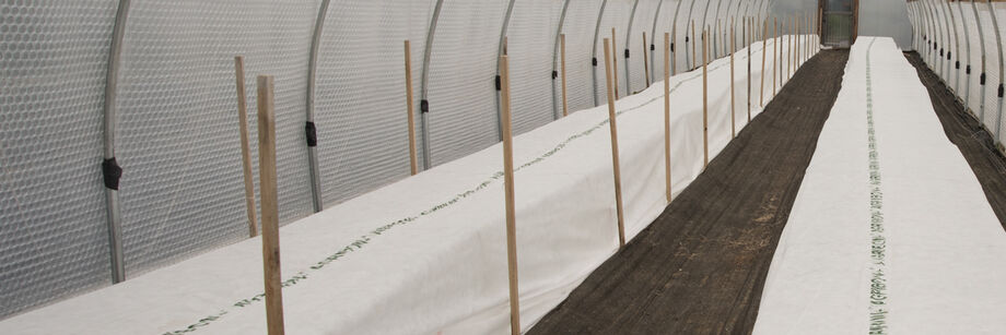 Two rows of crops in a caterpillar tunnel, covered by heavy weight Agribon row cover.