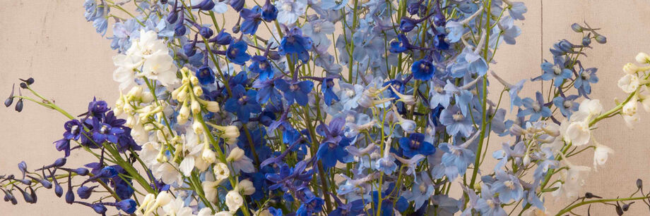 A bouquet of the bright blue and white flowers of one of our Delphinium varieties.