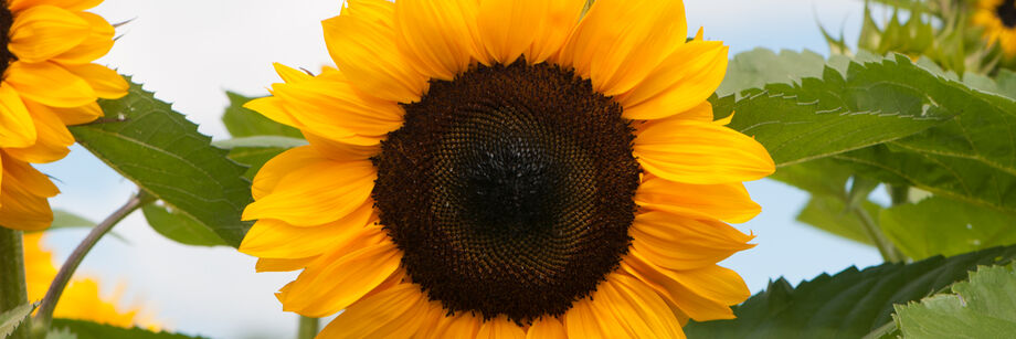 A bright yellow single-stem procut series sunflower blossom.