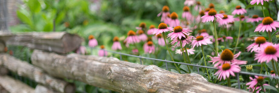 Echinacea in bloom alongside a wooden fence.