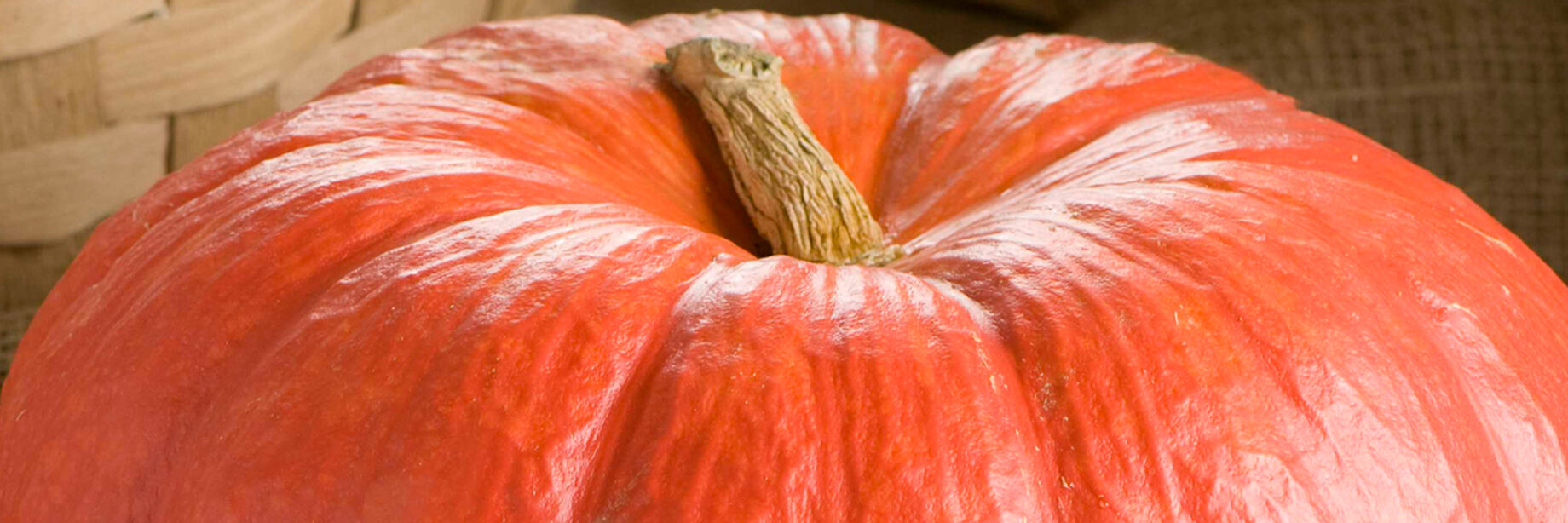 Specialty Pumpkin Seeds Heirloom Options Johnny's Selected Seeds