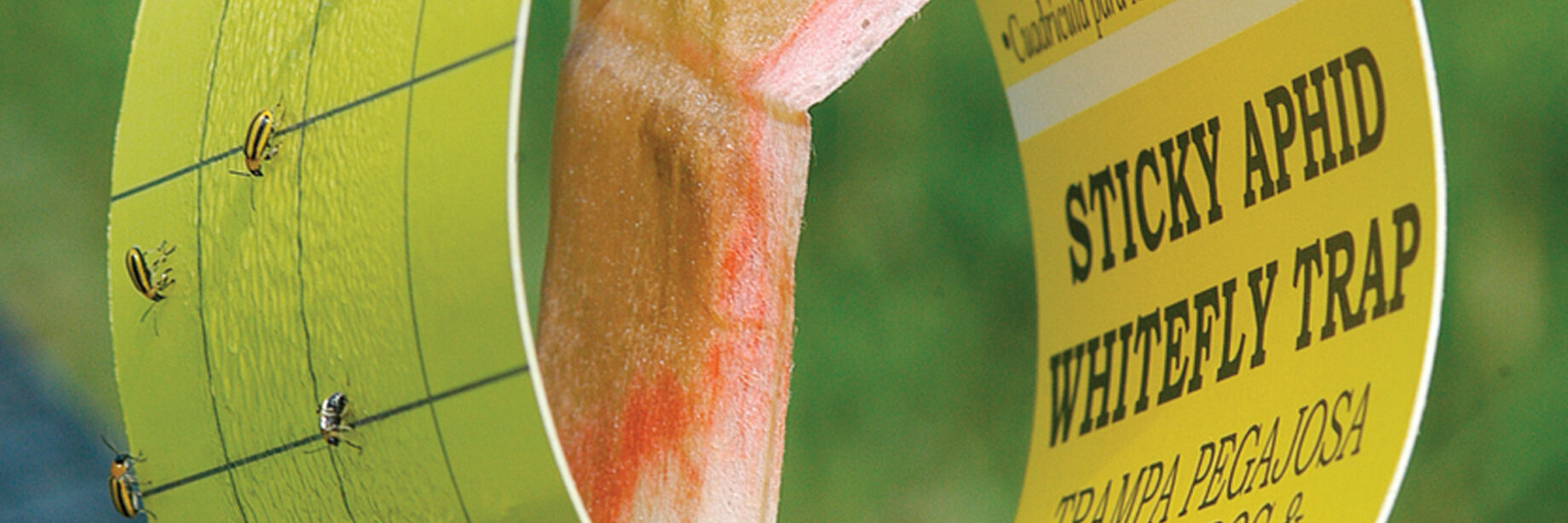 Insect Traps & Pheromone Lures Johnny's Selected Seeds