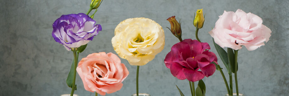 Five individual flowers showing the five colors in the arena III lisianthus series.