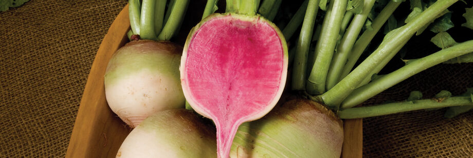 Watermelon radishes. One is cut open to reveal the bright pink interior.