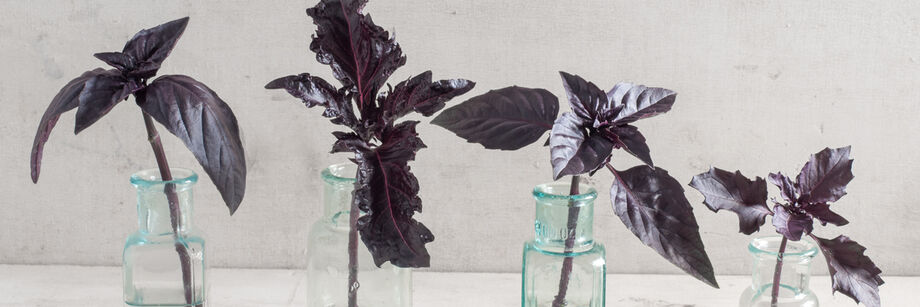 Clippings from four of our purple basil varieties, each displayed in a different glass vase.