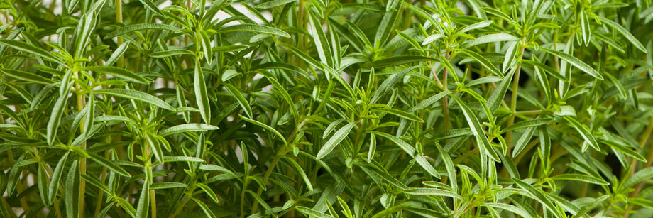 Savory plants growing in the field.