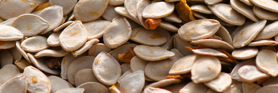 Close-up of treated cucurbit seeds.