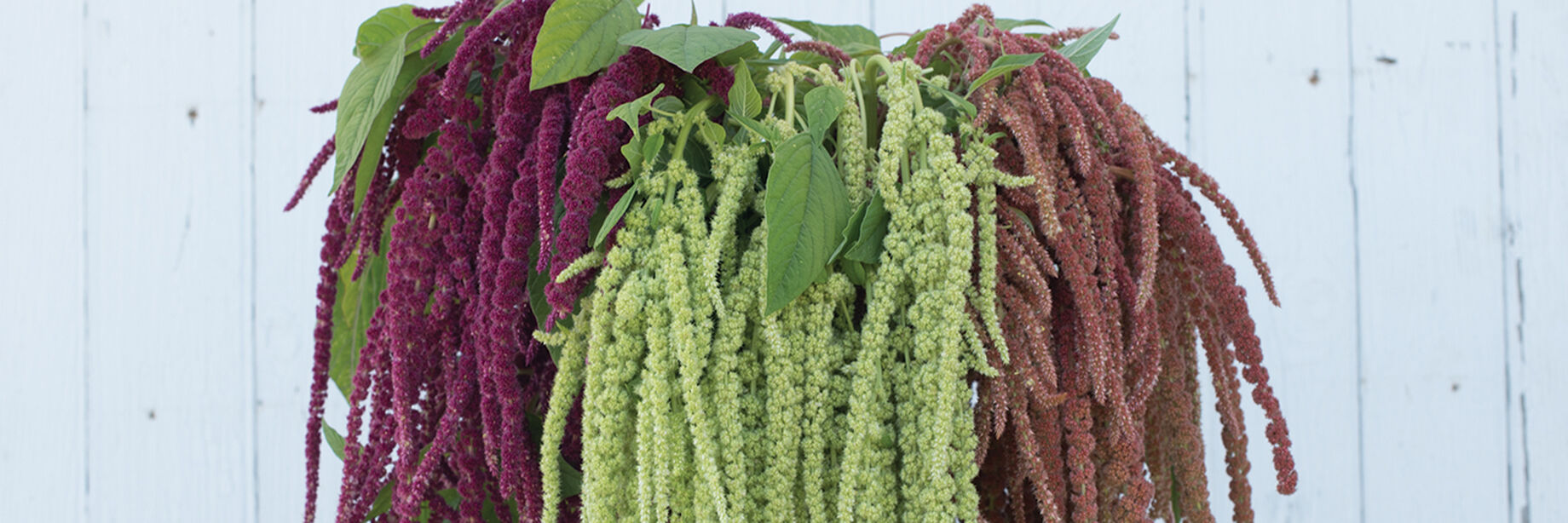Amaranthus Seeds Unique Varieties Johnny's Selected Seeds