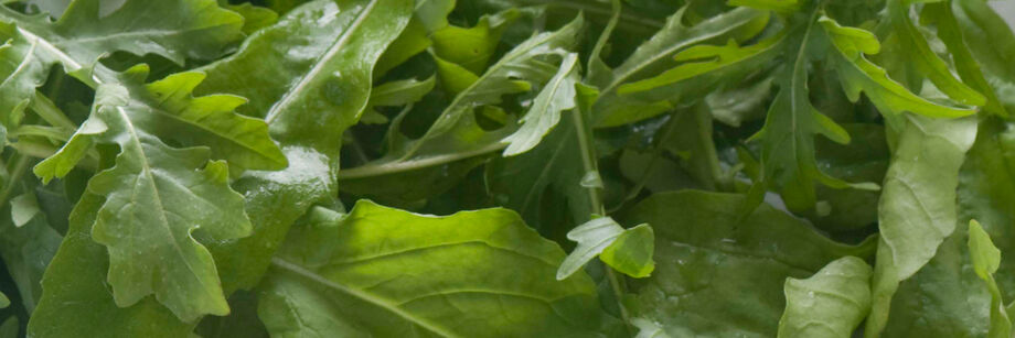 Roquette Rocky Wild Greens Seeds