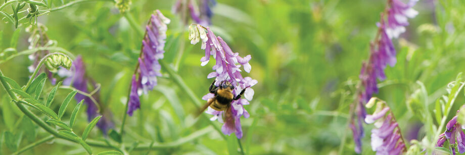 A bee on purple vetch flowers.