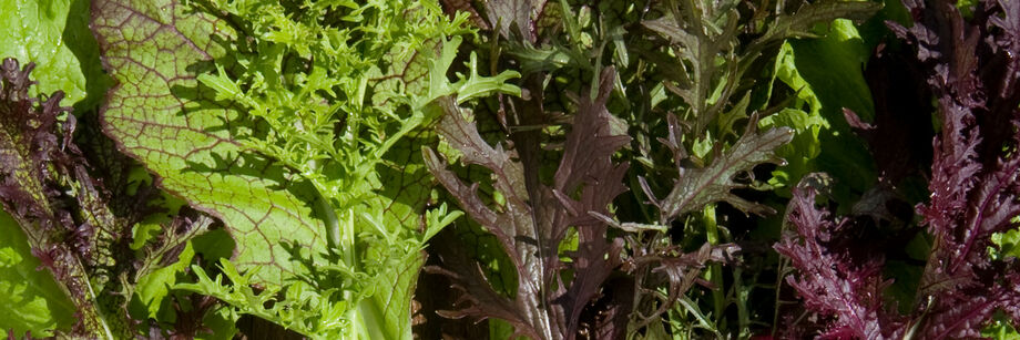 Red and green mustard green leaves.