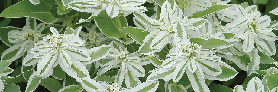 The contrasting white and green leaves of Snow on the Mountain growing in the field.