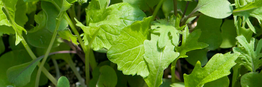 Close-up of some of our slow growing microgreen varieties.