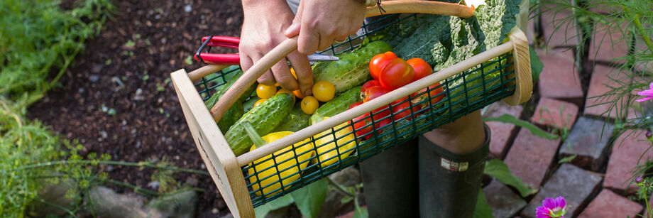 Person holding a garden hod full of fresh vegetables and pruning shears.