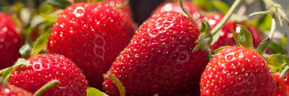 Strawberries, grown from Johnny's strawberry seeds.