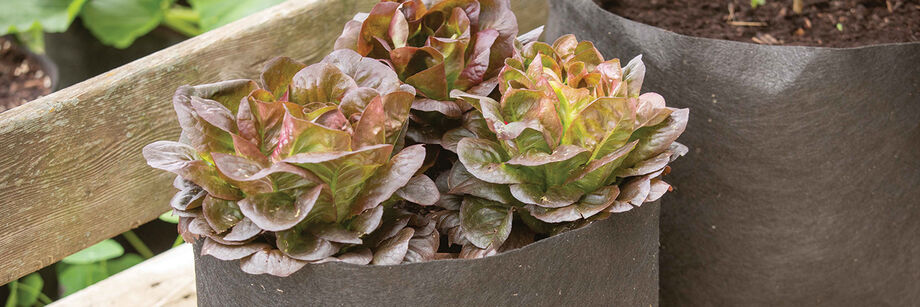 Lettuce growing in fabric pots.