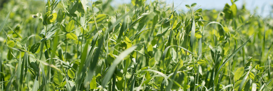 Our cover crop seed mix of peas and oats growing in the field.