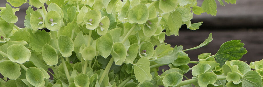 Pretty, bright green blossoms of the bells of Ireland.