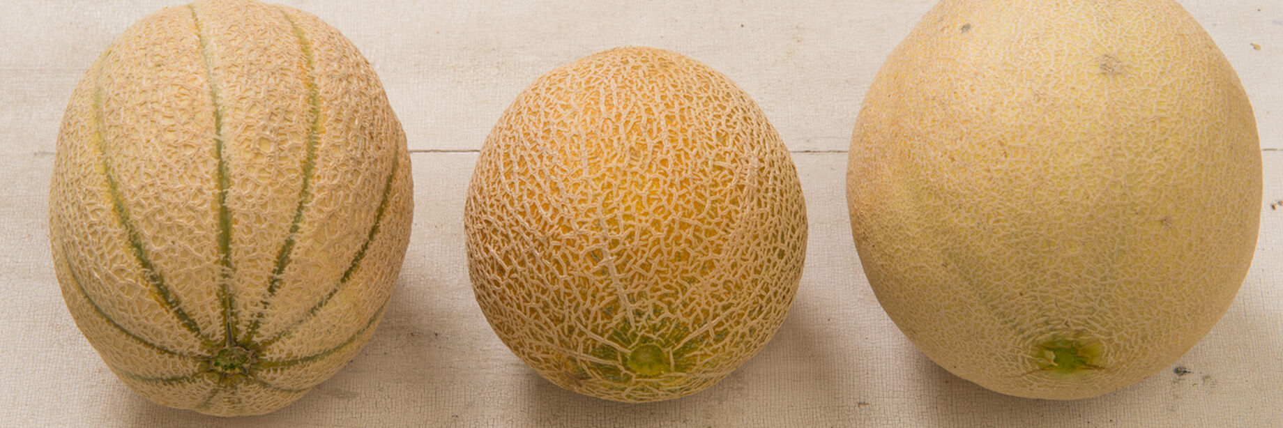 Cantaloupe Seeds (Muskmelon Seeds) Johnnyapos;s Selected Seeds
