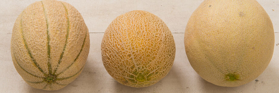 Three cantaloupes of varying sizes, each grown from one of Johnny's cantaloupe varieties.