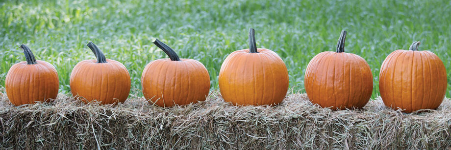 Six carving pumpkins lined up on hay bales and ordered small to large.