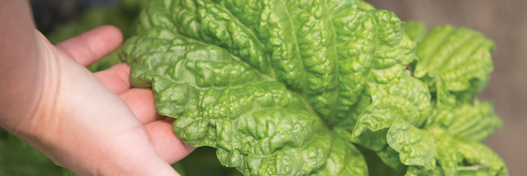 Lettuce Leaf Basil Seeds (Mammoth Basil) Johnny's Selected Seeds