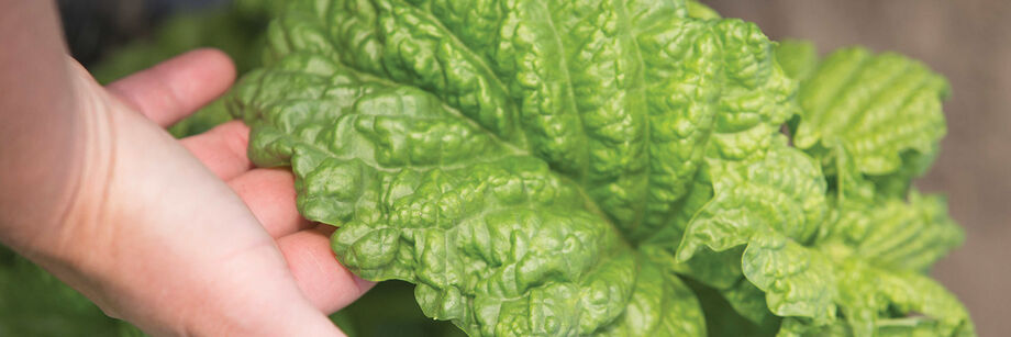 A lettuce leaf basil leaf, with a hand for scale. The leave is as large as the hand.