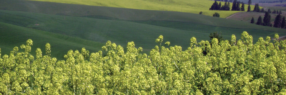 Brassica cover crops in the foreground and rolling fields in the background.