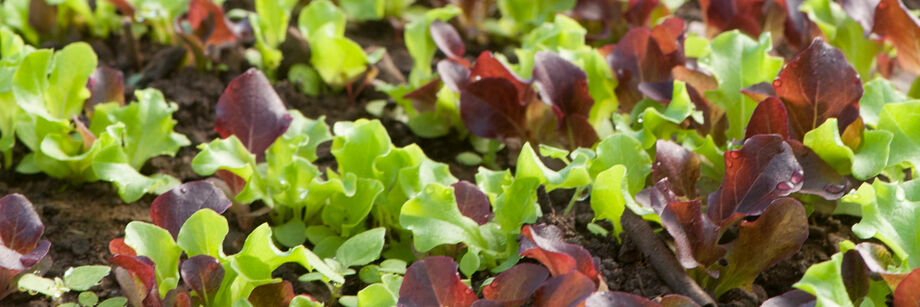 One of our lettuce seed mixes shown growing in the field.