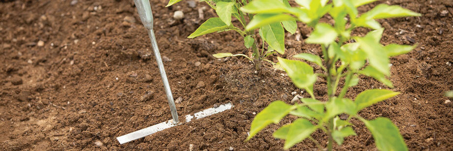 Collinear hoe being used to cultivate around pepper seedlings.