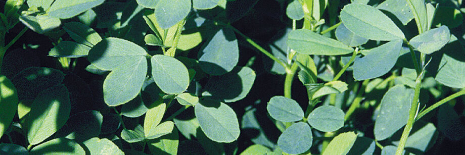 Close-up of alfalfa leaves.