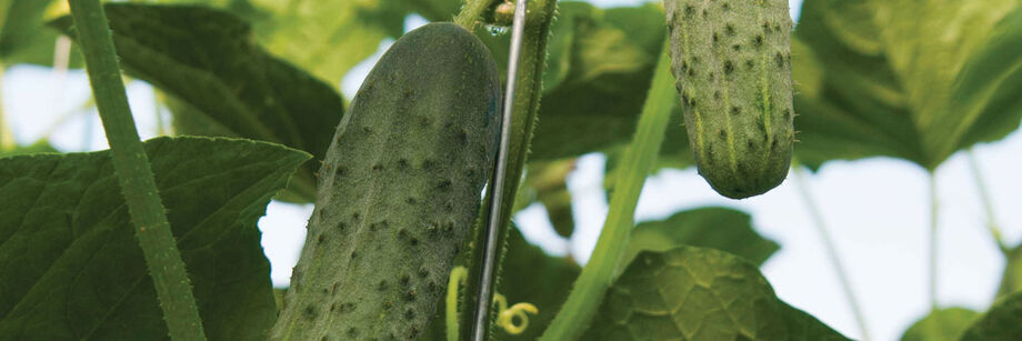 Close-up shot of cucumbers growing in a greenhouse.