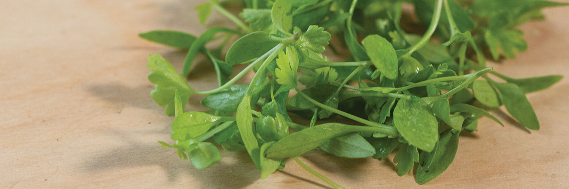 where to buy micro herbs