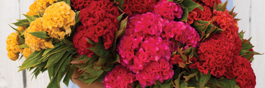 A large bouquet of Chief Series celosia blossoms in orange, burgundy, and pink.