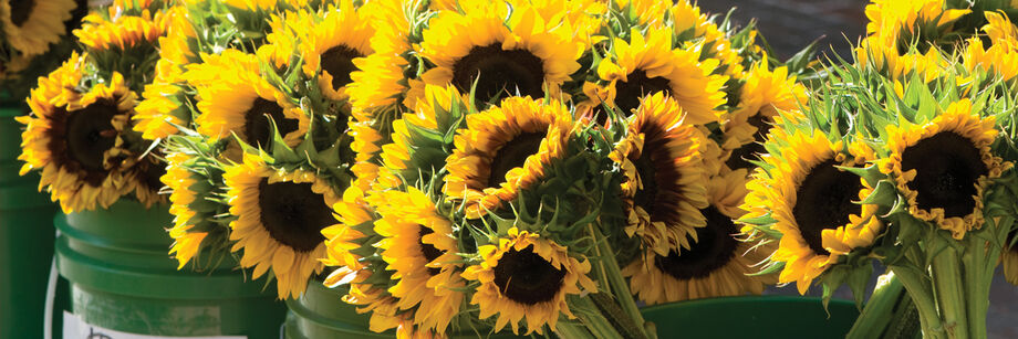 Sunflowers, grown from our organic seeds, displayed in metal buckets.