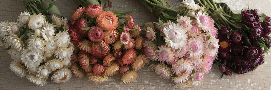 Four bouquets of strawflowers in white, peach, light pink, and burgundy.