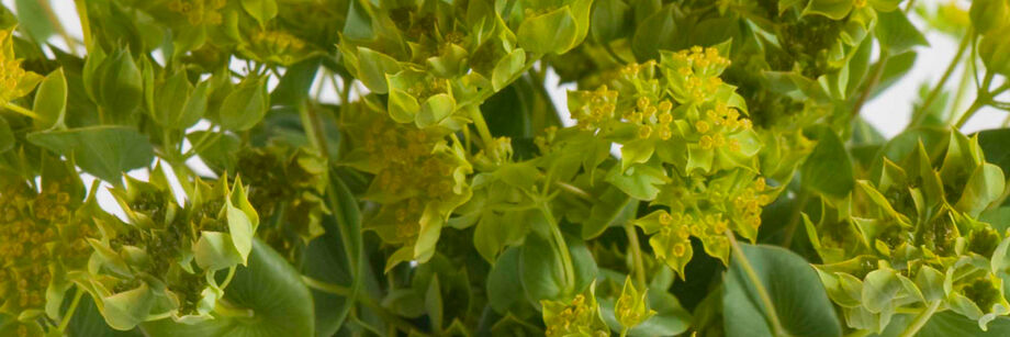 Zoomed in shot of the tiny yellow blossoms of bupleurum.