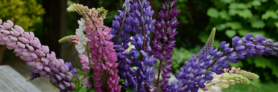Pink, purple, and white lupine flowers.