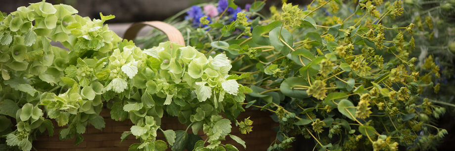 Bunches of bupleurum and bells of Ireland, two types of filler flowers offered by Johnny's.
