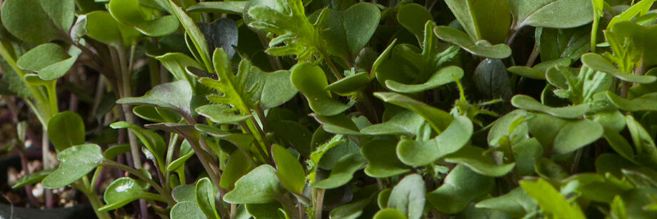 Close-up shot of some of our fast-growing microgreen varieties.