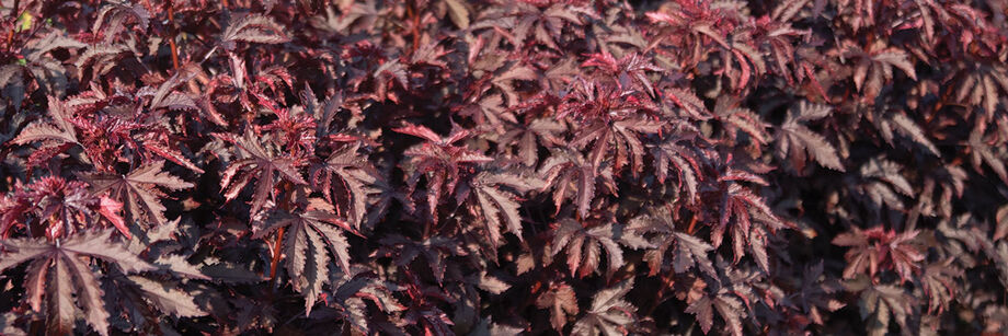 The deep red leaves of hibiscus, shown growing in the field.