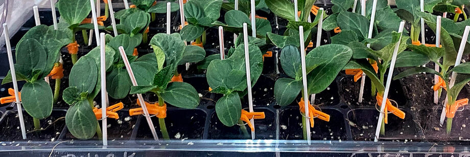 Cucumber rootstock seedlings growing in a tray.