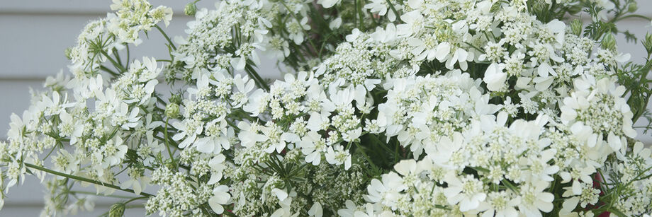 A bouquet of white orlaya flowers.
