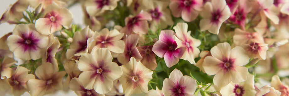 Close-up of the small, pink and ivory flowers of one of our phlox varieties.