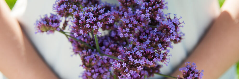 Person holding a bouquet of delicate purple verbena flowers.