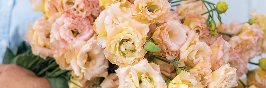 A bouquet of Voyage 2 Champagne Lisianthus flowers, one of online-only varieties.