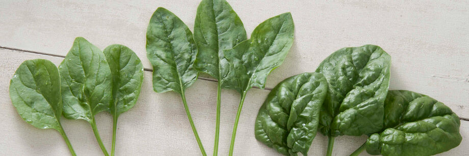 Several individual spinach leaves, grown from Johnny's spinach seeds, showing smooth-leaf and savoyed-leaf spinach types.