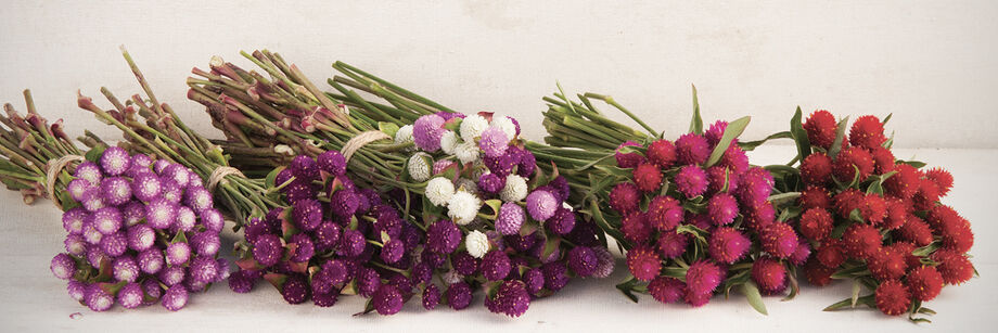 Five bouquets of flowers grown from our gomphrena seeds. The colors range from white to purple and red.